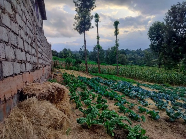 1/4 plot for sale in Ngong 