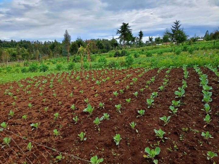 10 acres for sale in Nyandarua, north kinangop,nandarasi -16m