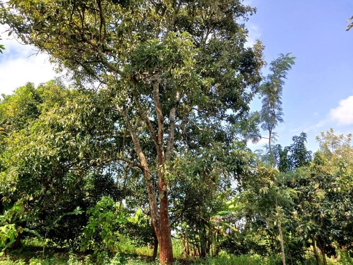 1 acre for sale in Murang'a,sabasaba -3.5m