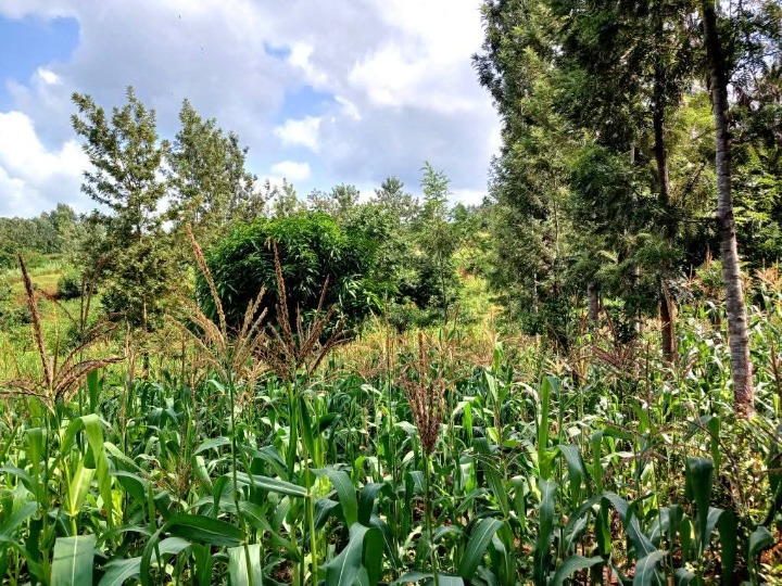 Land_plot for sale at Sabasaba