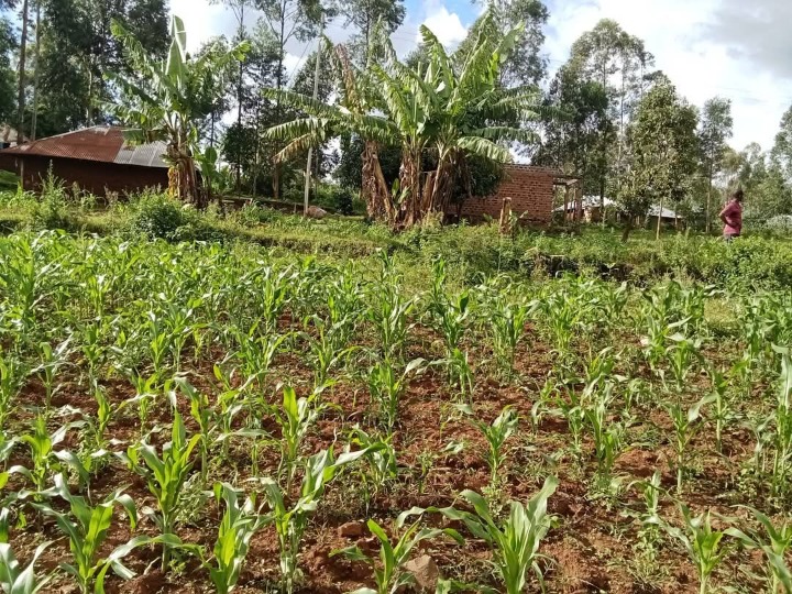 2 acres for in Migori,suna east,ang'anga-2.5m