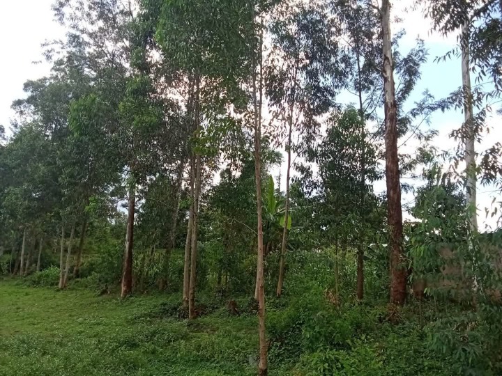 2 acres for in Migori,suna east,ang'anga-2.5m