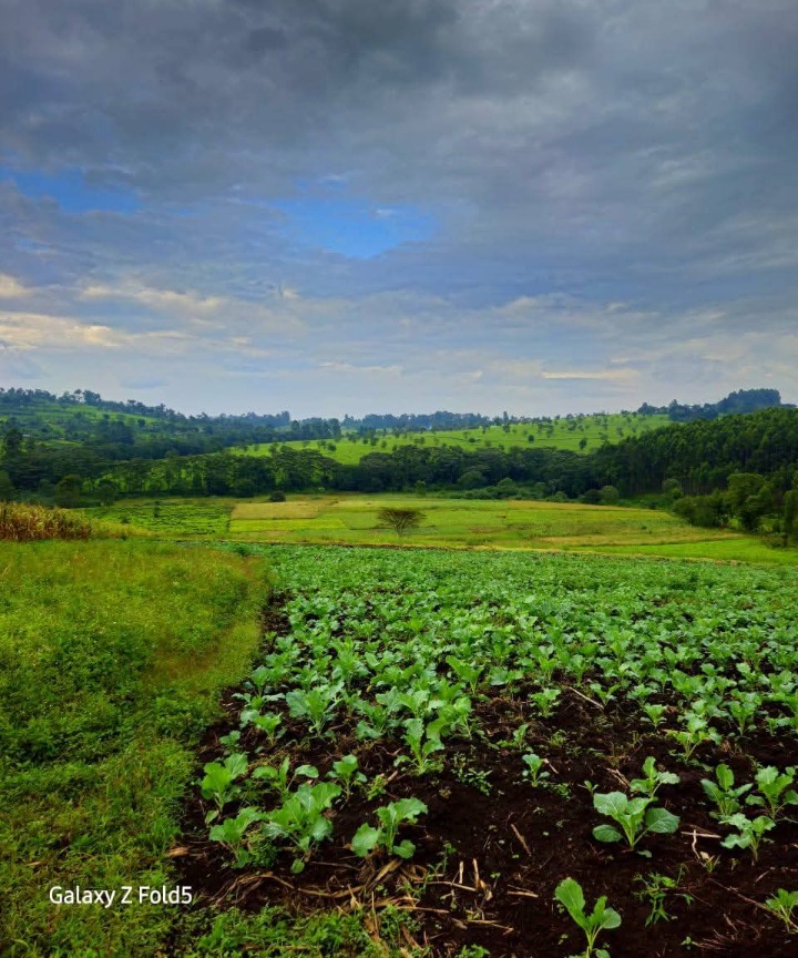 Land_plot for sale at Nandi Hills 