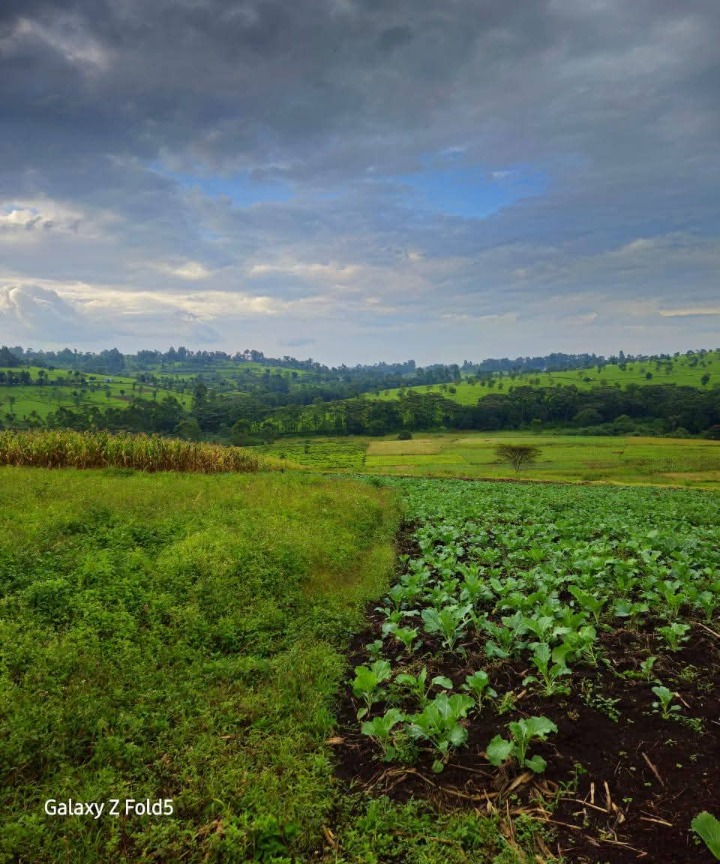 30 Acres of Prime Land for Sale – Nandi Hills, Nandi County | Ksh 105M (Negotiable)