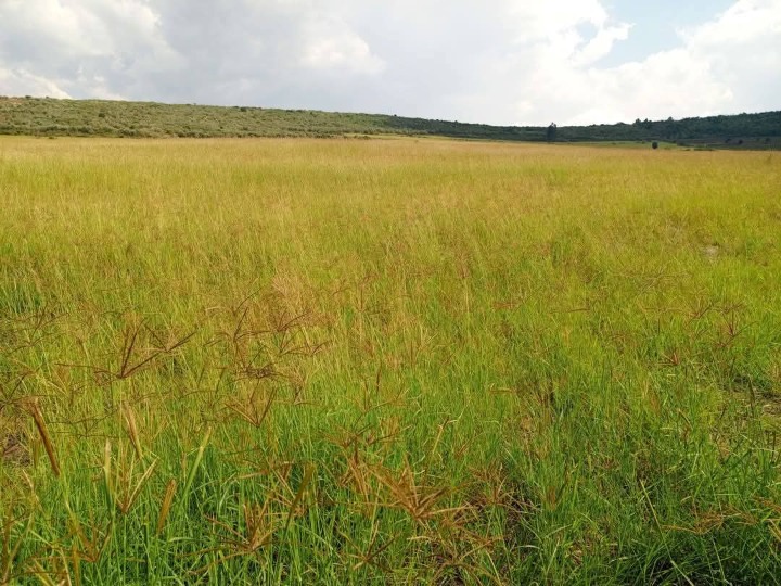 🌾 20 Acres of Prime Agricultural Land for Sale – Rongena, Narok County | Ksh 650,000 per Acre