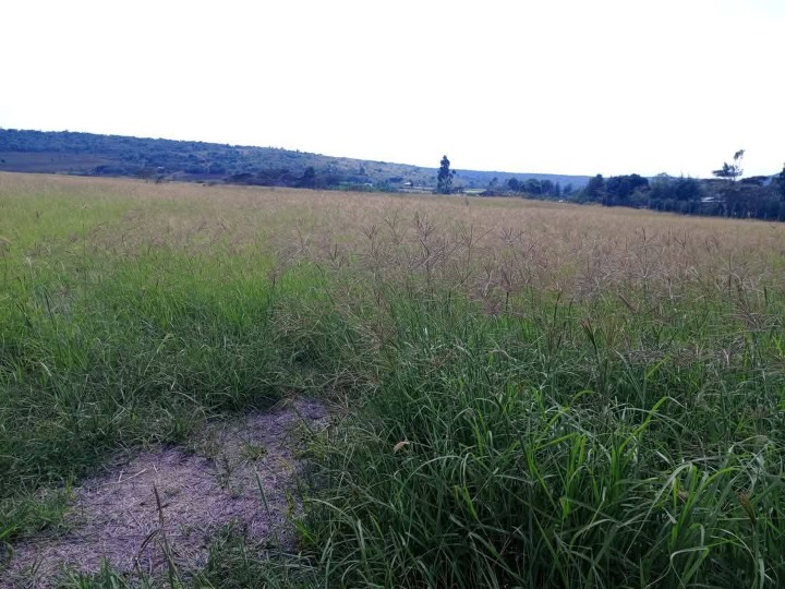 🌾 20 Acres of Prime Agricultural Land for Sale – Rongena, Narok County | Ksh 650,000 per Acre