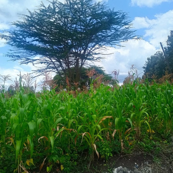 1/8 acre plot for sale in Ngong matasia -2.5m