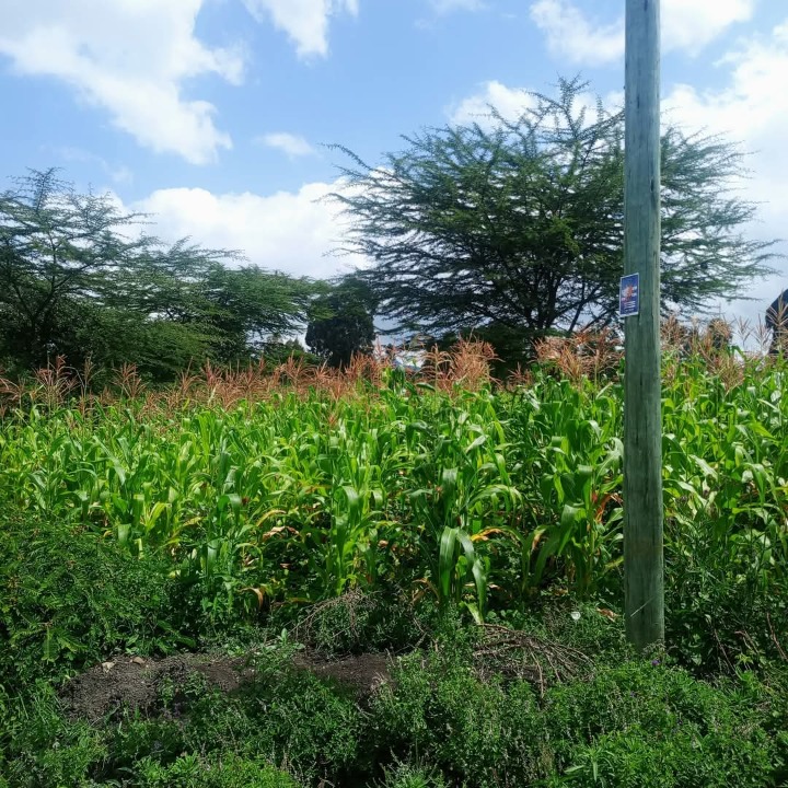 1/8 acre plot for sale in Ngong matasia -2.5m