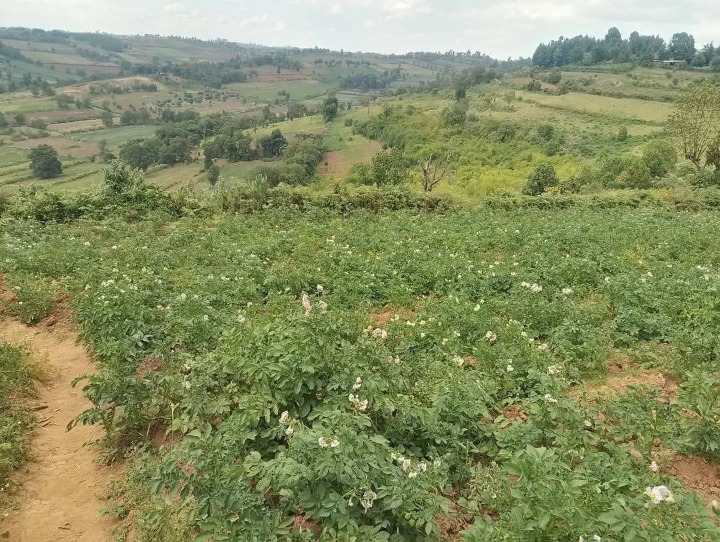 Land_plot for sale at Enabelibel 