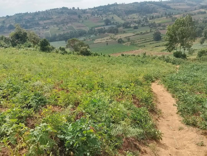 1.5 acres for sale in Narok Enabelibel area -2.1m