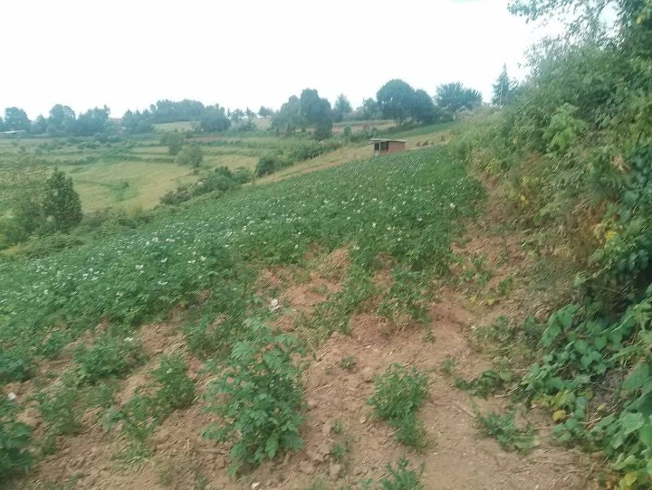 1.5 acres for sale in Narok Enabelibel area -2.1m