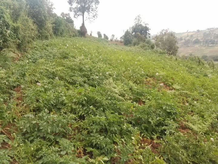 1.5 acres for sale in Narok Enabelibel area -2.1m