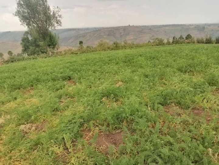 1.5 acres for sale in Narok Enabelibel area -2.1m
