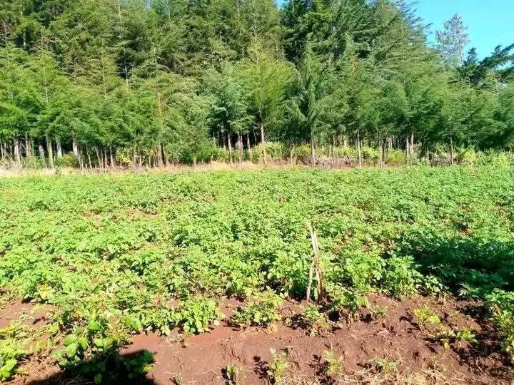 1/2 acre plot for sale in nyandarua maili kumi-900k