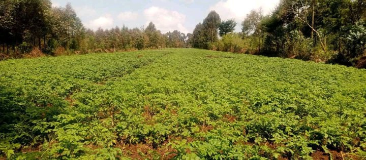 Land_plot for sale at Mirangine
