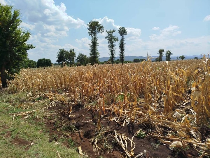 🌿 Prime 14 Acres for Sale – Kagio, Kirinyaga County 🌿