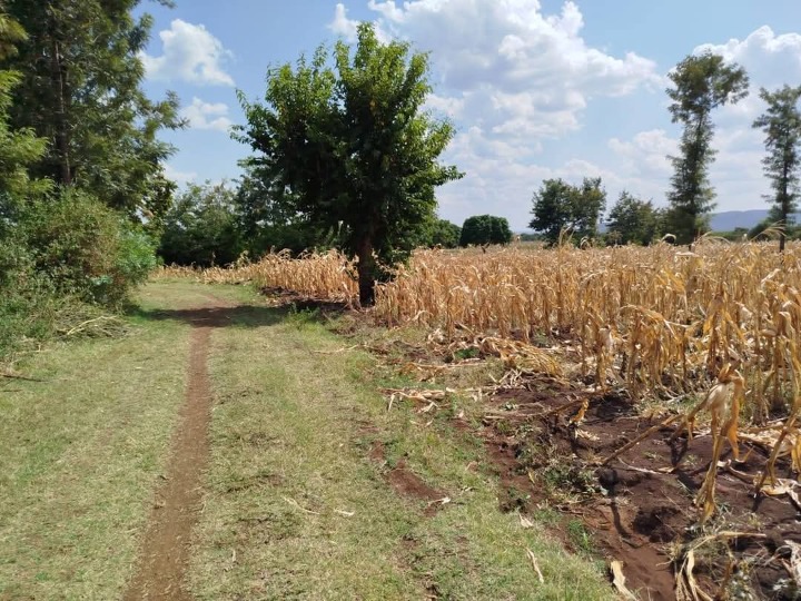 🌿 Prime 14 Acres for Sale – Kagio, Kirinyaga County 🌿