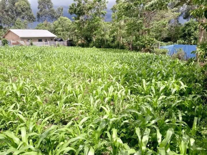 🏡 Prime 0.088HA Plot for Sale – Luanda Shop, Kakamega County | Ksh 2M Only!