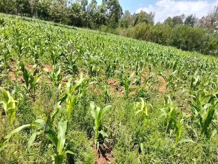🌾 One Acre Land for Sale – Ontulili Area, Meru County | Ksh 2.2M (Negotiable)