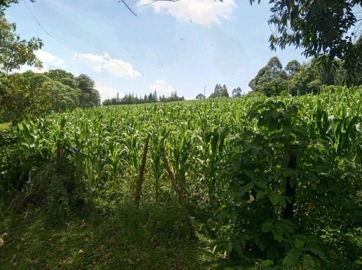 🌿 Prime 3 Acres for Sale – Kaptenet, Chepseon, Kipkelion East, Kericho County | Ksh 5.1M (Whole Parcel) or Ksh 1.7M/Acre