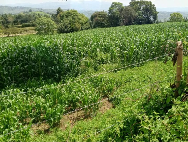 🌿 Prime 3 Acres for Sale – Kaptenet, Chepseon, Kipkelion East, Kericho County | Ksh 5.1M (Whole Parcel) or Ksh 1.7M/Acre