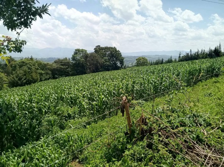🌿 Prime 3 Acres for Sale – Kaptenet, Chepseon, Kipkelion East, Kericho County | Ksh 5.1M (Whole Parcel) or Ksh 1.7M/Acre