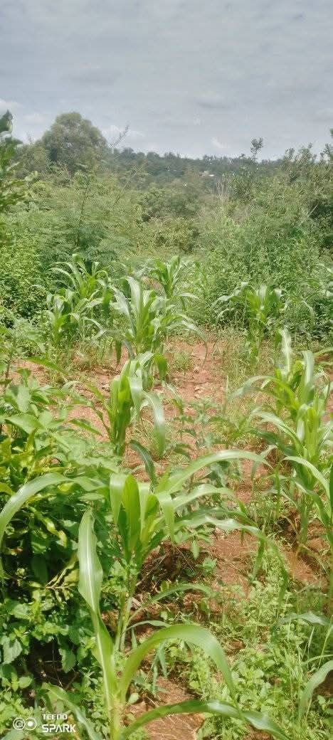  🌿 Special Offer! 20 Fertile Acres for Sale – Gacavari, Karurumo, Embu County | Ksh 1.5M per Acre
