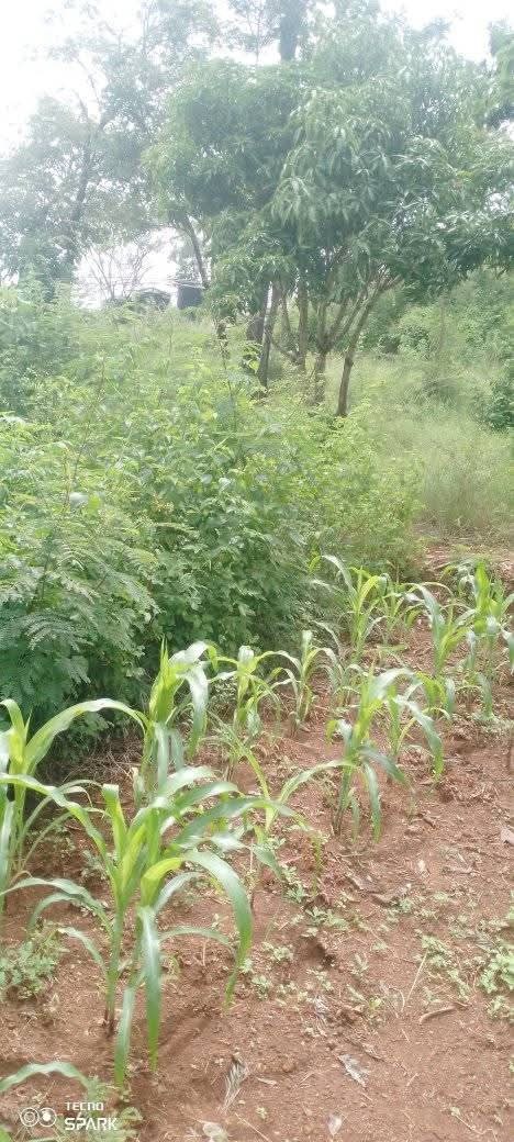 Land_plot for sale at Jacaranda 