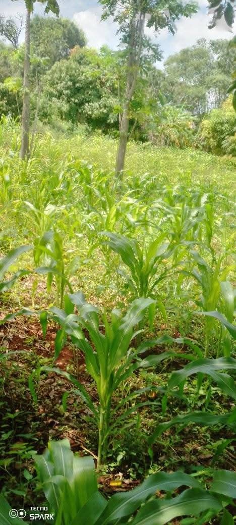 For Sale: 12 Acres Prime Land – Jacaranda, Watamu | Ksh 8M (Negotiable) | Subdividable to 1-Acre Parcels