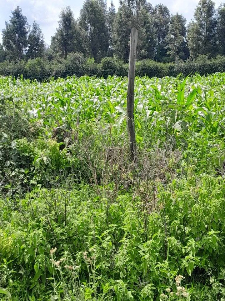 🌟 Prime 50x100 Plots for Sale – Kayole, Naivasha | Ksh 3M Each (Slightly Negotiable) 🏡