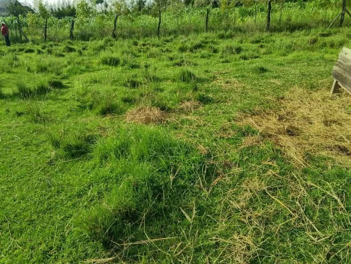🏞️ 3 Acres of Prime Freehold Land for Sale in Ragati, Laikipia East – Just 8km from Nanyuki Town!