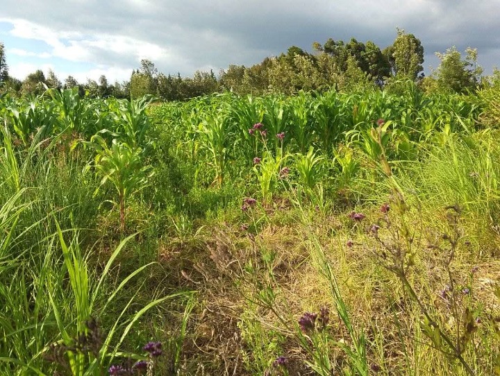 🏞️ 3 Acres of Prime Freehold Land for Sale in Ragati, Laikipia East – Just 8km from Nanyuki Town!