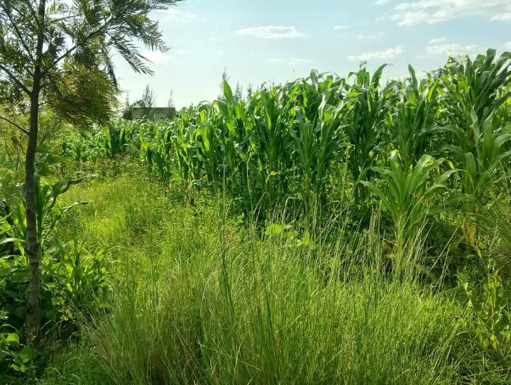 🏞️ 3 Acres of Prime Freehold Land for Sale in Ragati, Laikipia East – Just 8km from Nanyuki Town!