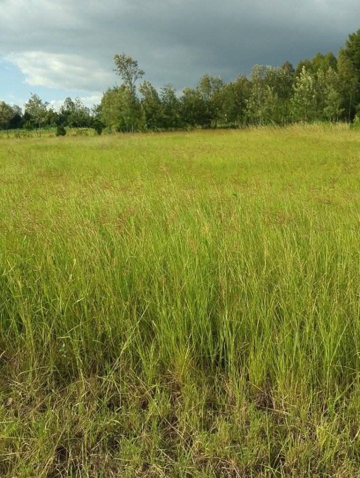 Land_plot for sale at Ragati 
