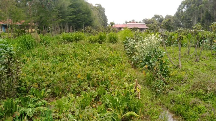🏡 3-Bedroom House for Sale on 1 Acre – Kinamba, Njabini (Kipipiri Constituency)