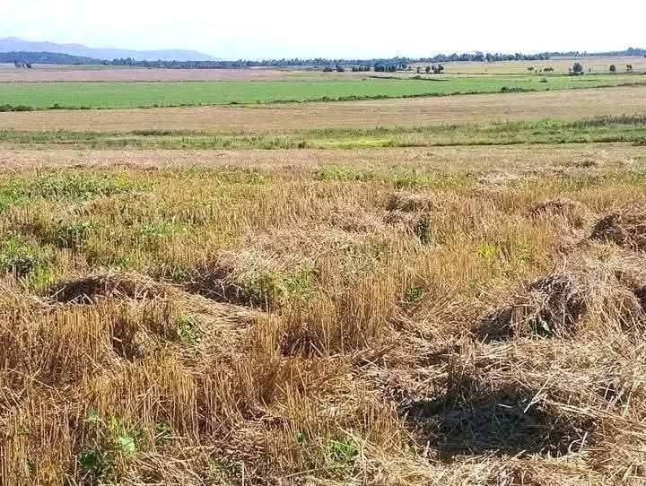🌿 41 ACRES PRIME AGRICULTURAL LAND FOR SALE – TIMAU-KISIMA (EX-LEWA), MERU COUNTY 🌿