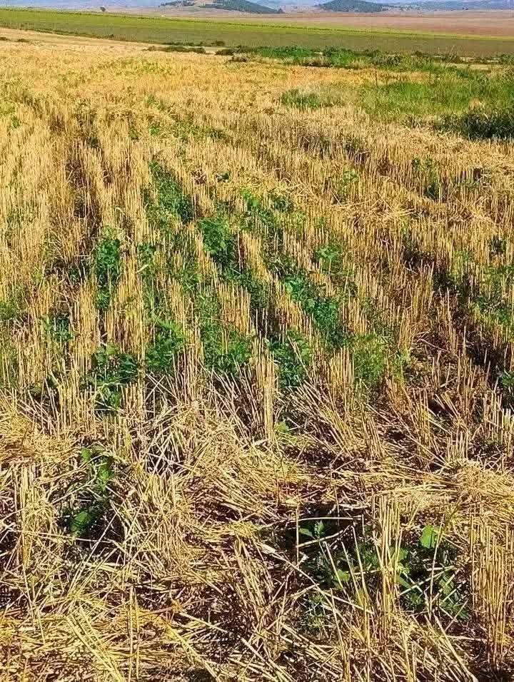 🌿 41 ACRES PRIME AGRICULTURAL LAND FOR SALE – TIMAU-KISIMA (EX-LEWA), MERU COUNTY 🌿