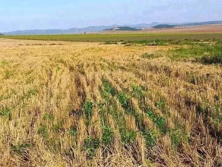 🌿 41 ACRES PRIME AGRICULTURAL LAND FOR SALE – TIMAU-KISIMA (EX-LEWA), MERU COUNTY 🌿