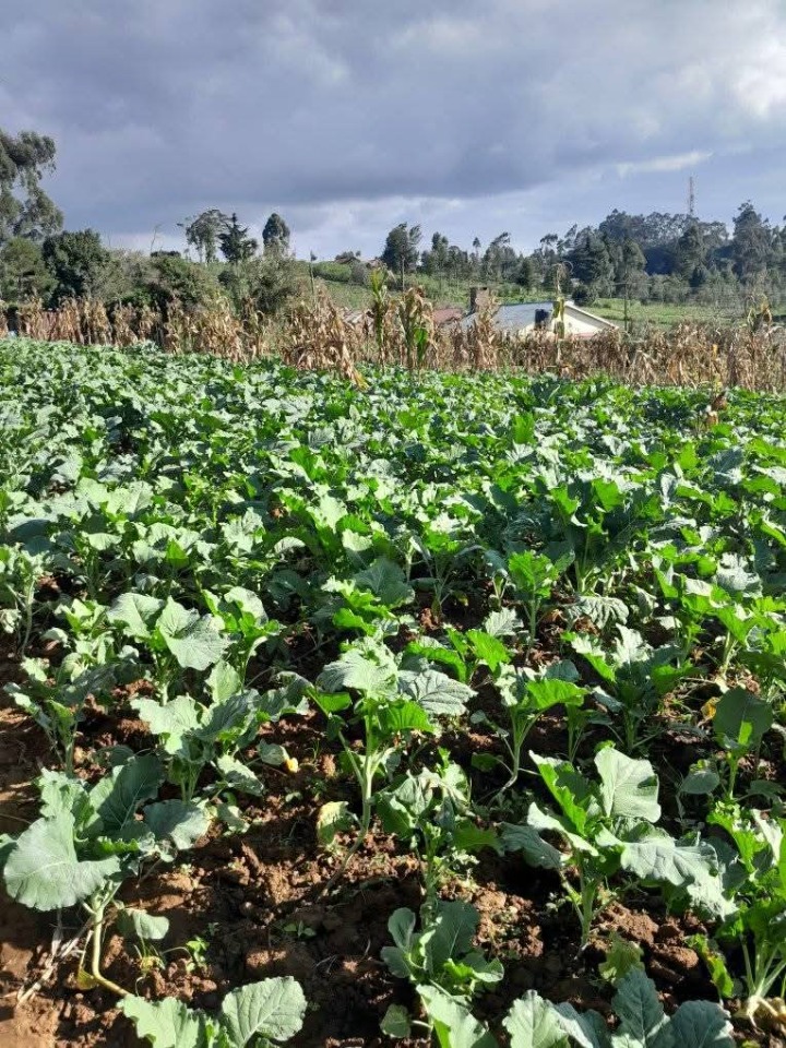🏡 PRIME 1-ACRE LAND FOR SALE – LARI, KIAMBU COUNTY | KSH 12M (NEGOTIABLE)