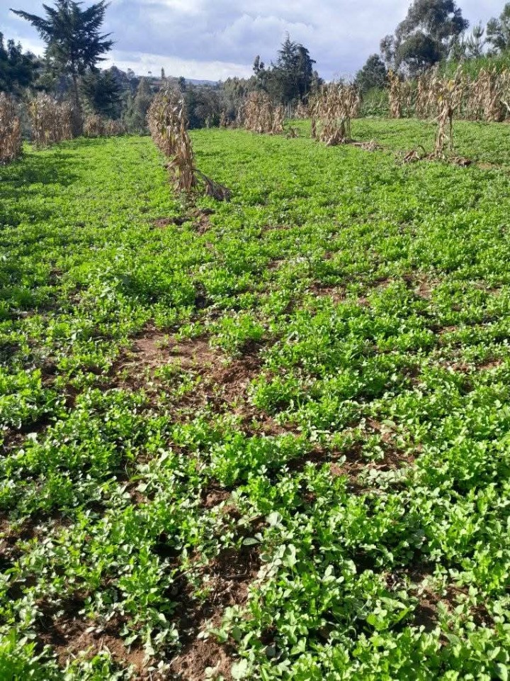 Land_plot for sale at Lari