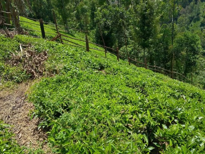 Land_plot for sale at Gatura