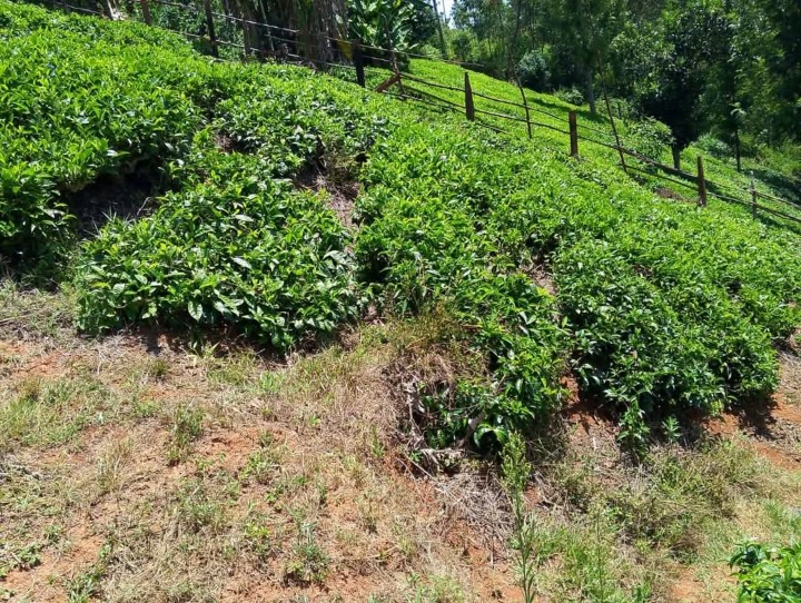 🏡 FOR SALE: 1.5 Acres with 3-Bedroom Wooden House in Gatura, Gatanga – Murang’a County