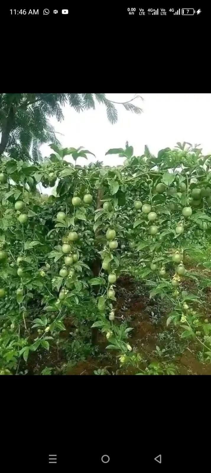 🏡 FOR SALE: 1.5 Acres with 3-Bedroom Wooden House in Gatura, Gatanga – Murang’a County