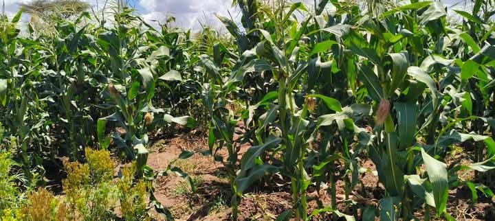 Land_plot for sale at Kimana