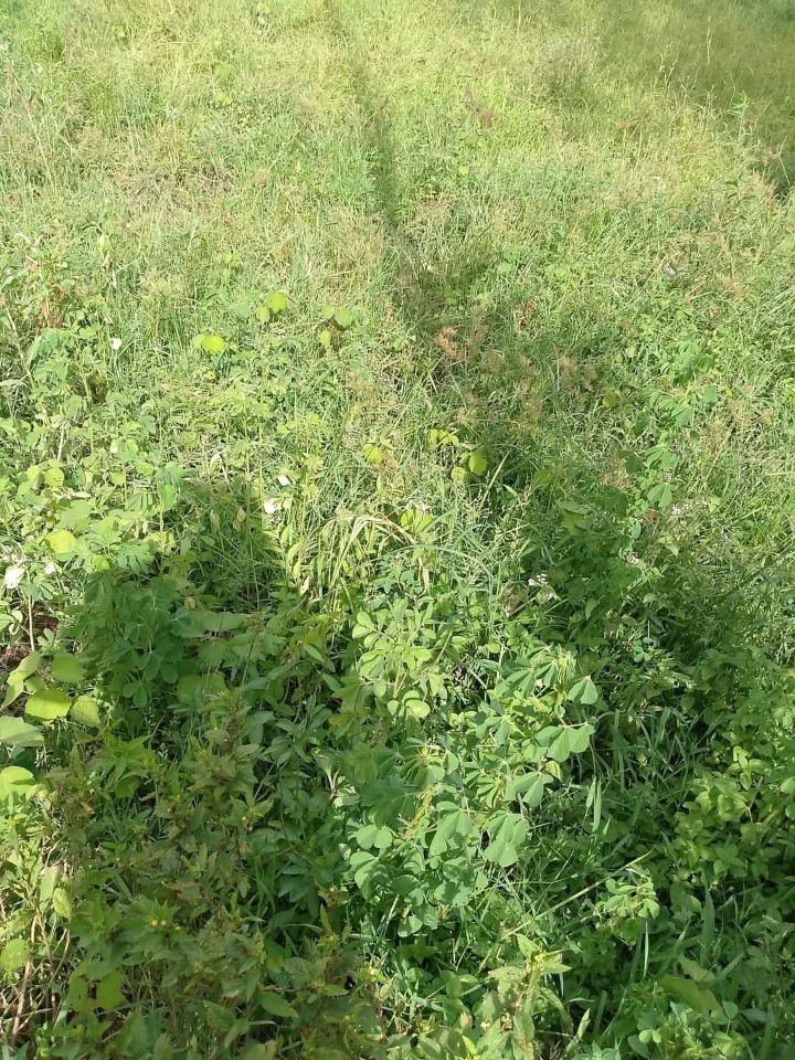 4 Acres Agricultural Land for Lease in Uriri Sub-County – Ideal for Sugarcane Farming | Ksh 27,000 per Acre (5-Year Term)