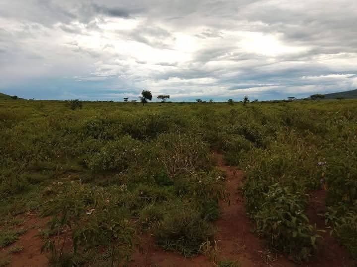300 Acres of Fertile Agricultural Land for Lease – Kampi ya Moto, Nakuru