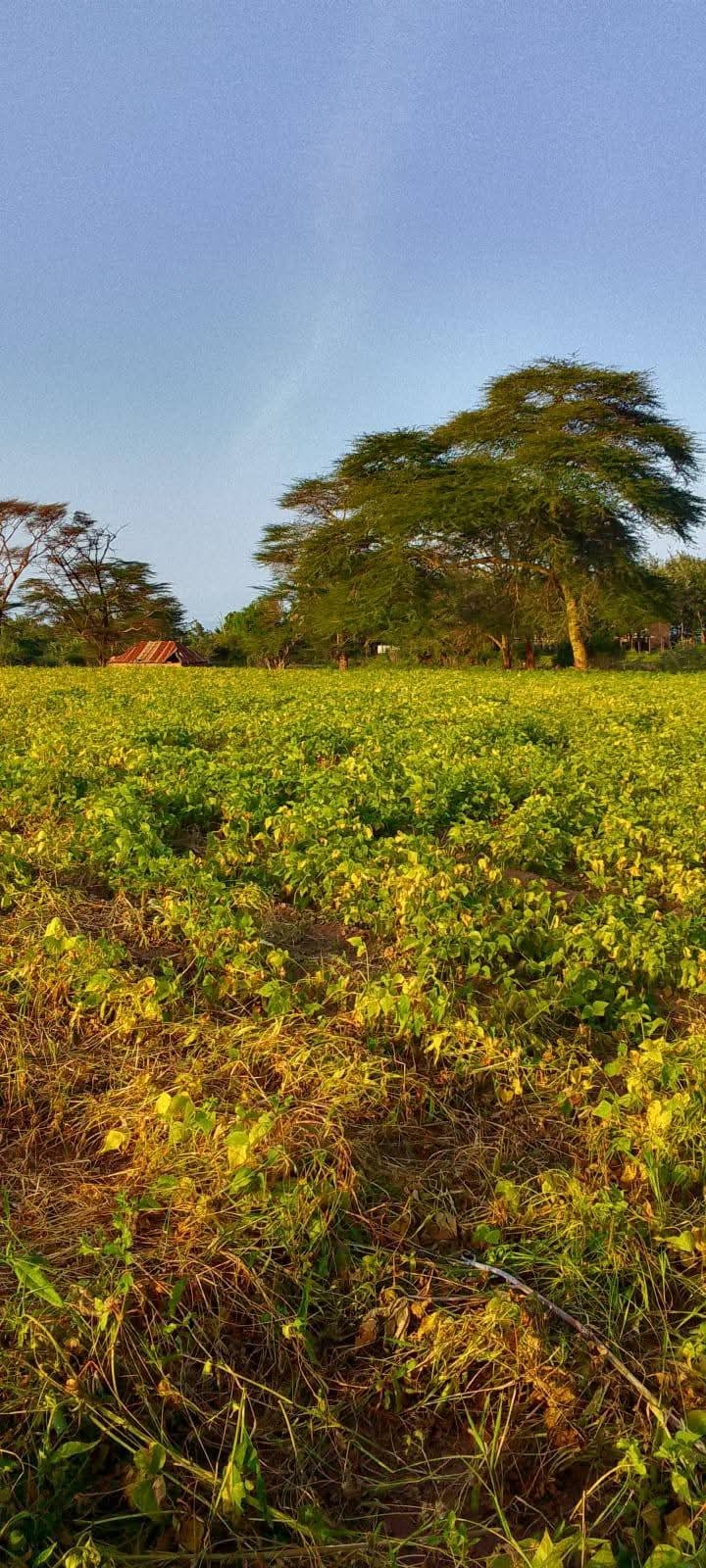 8 Acres for Sale in Ruiri, Meru County | Touching Meru–Isiolo Tarmac | Ksh 1.8M Per Acre | Title Ready