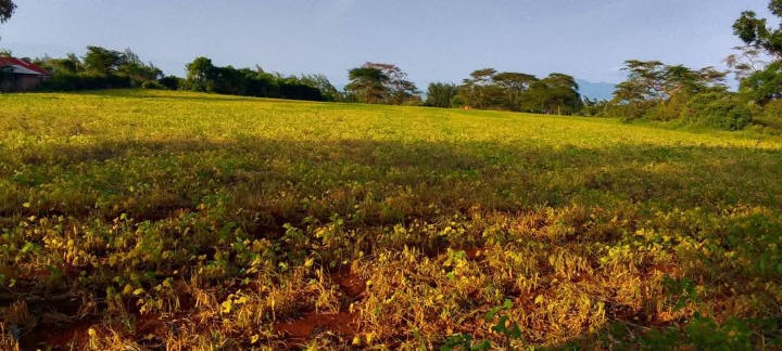 8 Acres for Sale in Ruiri, Meru County | Touching Meru–Isiolo Tarmac | Ksh 1.8M Per Acre | Title Ready