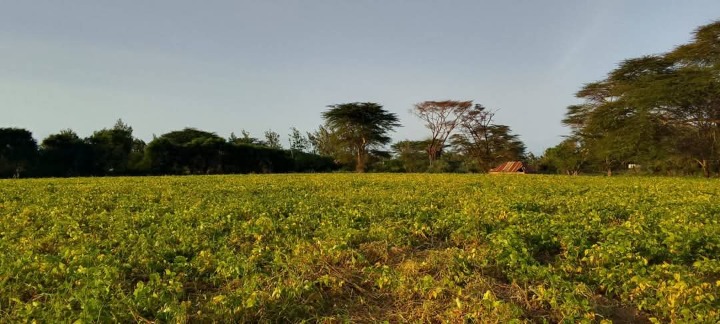 8 Acres for Sale in Ruiri, Meru County | Touching Meru–Isiolo Tarmac | Ksh 1.8M Per Acre | Title Ready
