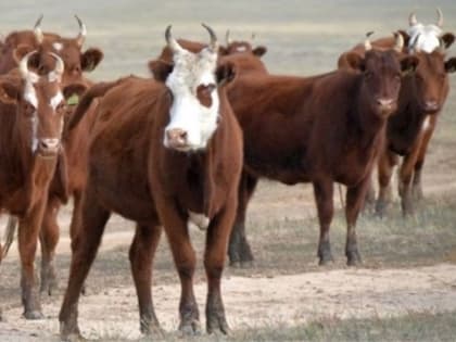 В Ики-Бурульском районе сняли карантин по лейкозу